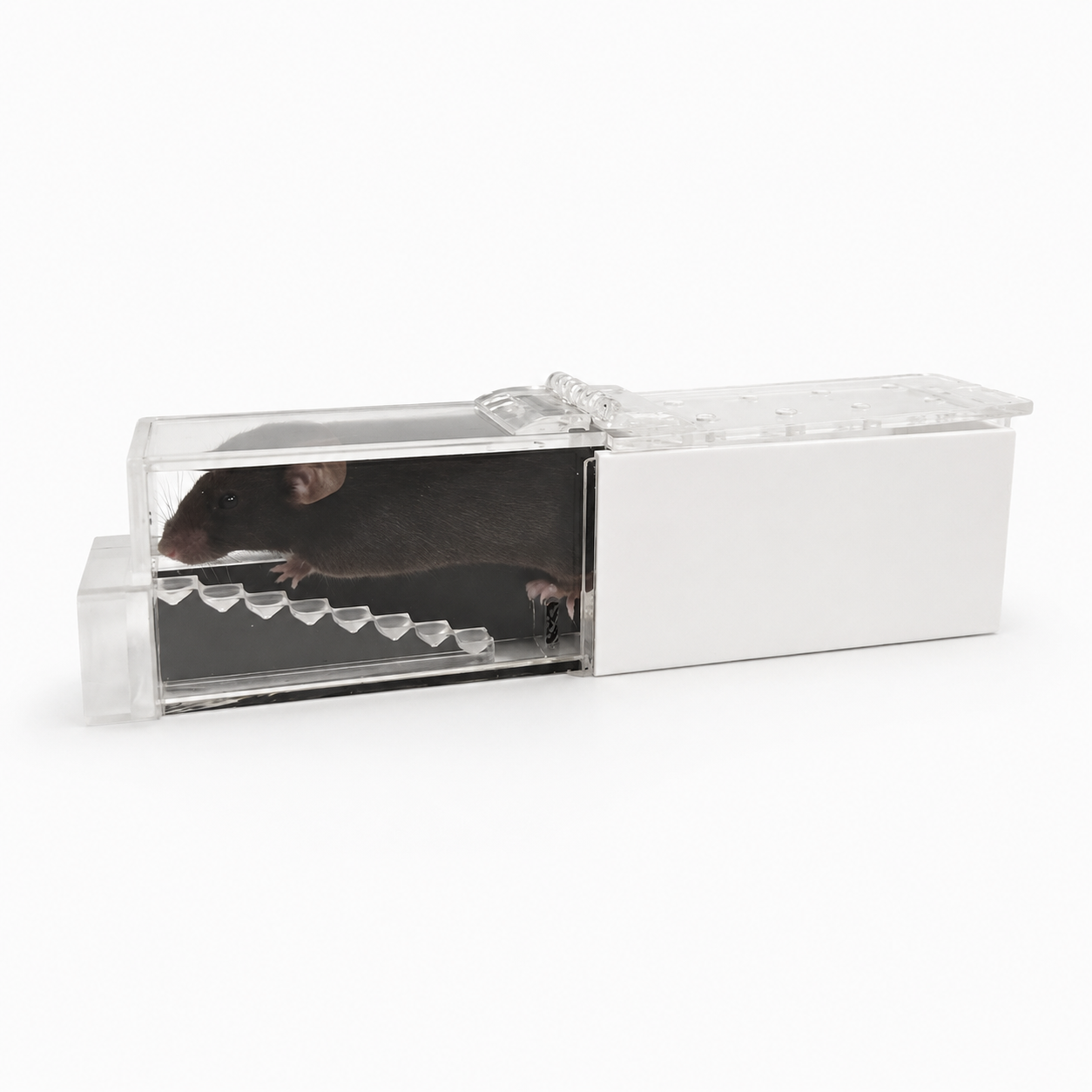 Staircase apparatus for mice fine motor coordination and forepaw testing